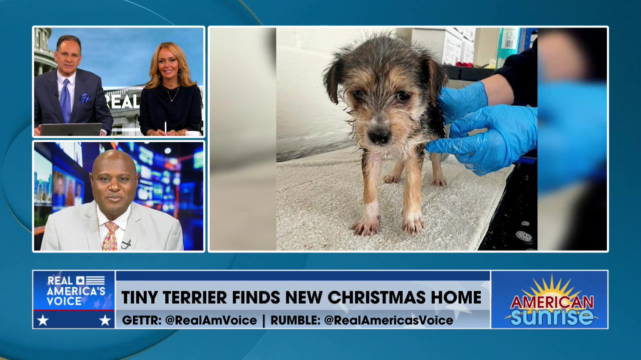 TINY TERRIER FINDS NEW CHRISTMAS HOME