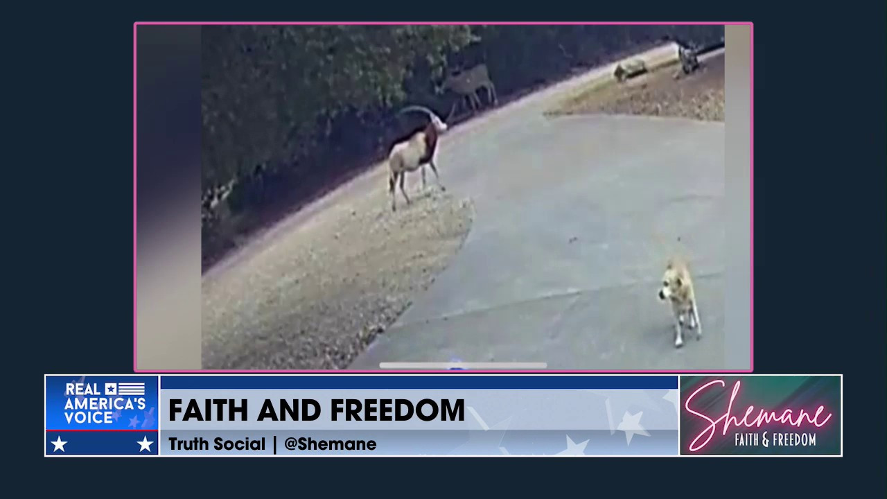 AN EYE OPENING ENCOUNTER WITH WILDLIFE