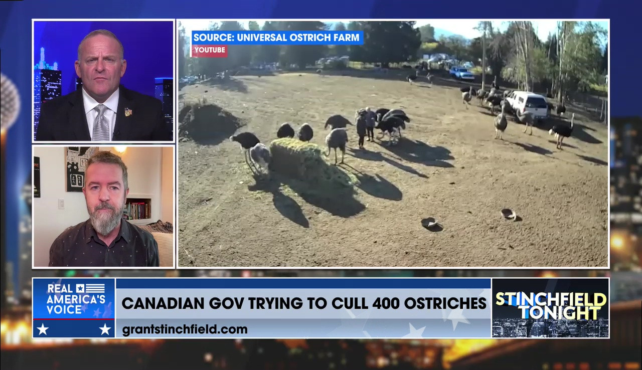 CANADIAN GOVERNMENT WANTS TO CULL OSTRICHES