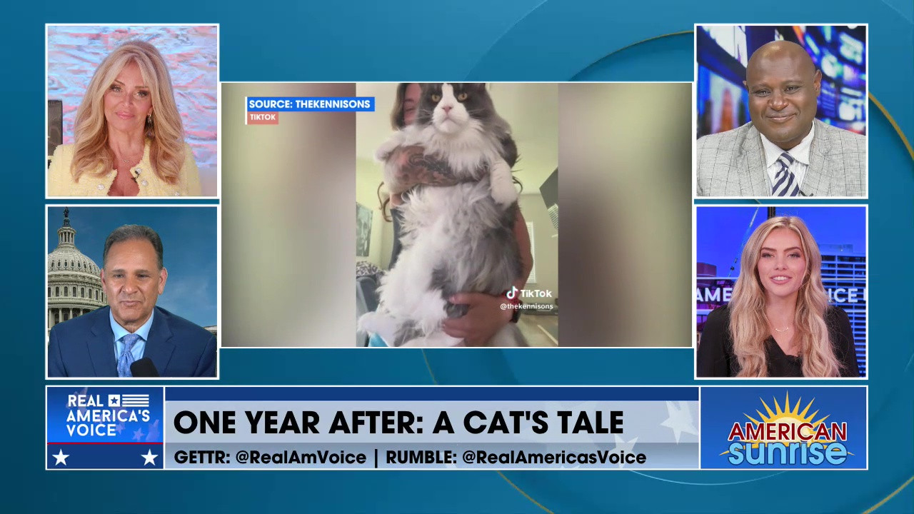 ONE YEAR AFTER: A CAT'S TALE
