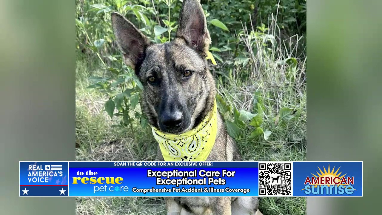 RESCUE DOG OF THE WEEK