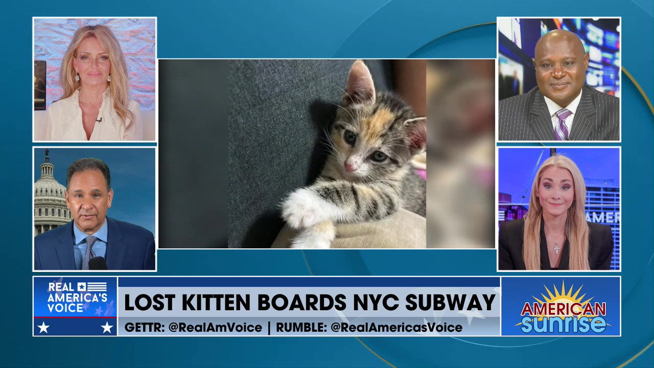 LOST KITTEN BOARDS NYC SUBWAY