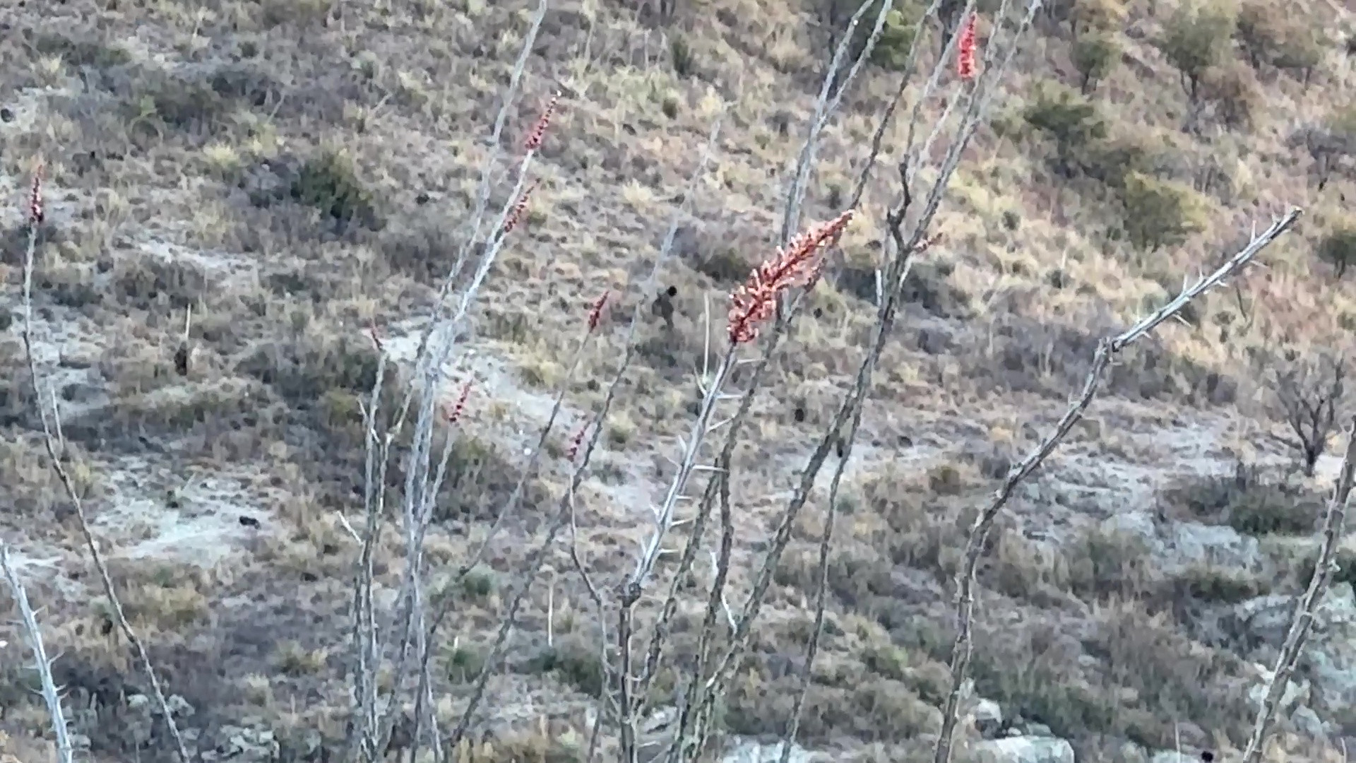 Border Patrol on the Front Lines: Tracking Cartel Coyotes and Smugglers