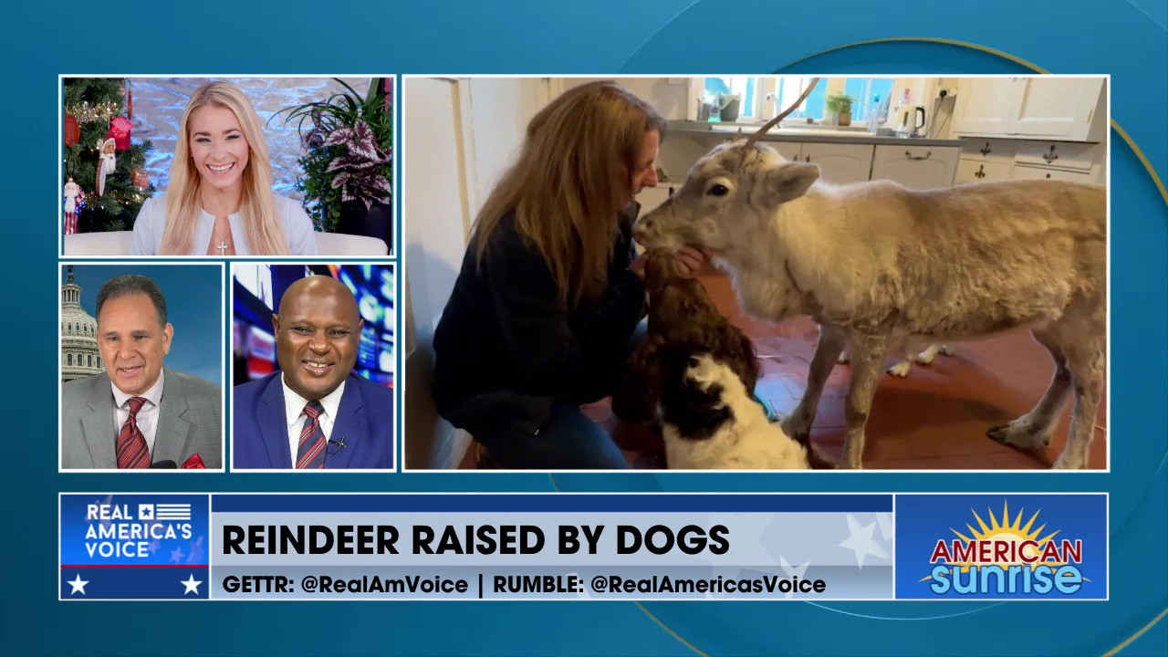 MEET LARS THE REINDEER